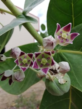 Planta nativa do Brasil conhecida como saco de Bode