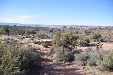 Canyonlands National Park, Utah. U.S.A. Beautiful pinyon and juniper pine and red sandstone moutains