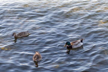 Ducks floating on a lake