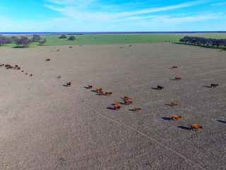 Cows and birds in flight, cattle egret flock, Pampas, Argentina