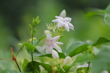 Jasmine flower
