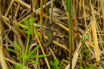 little green lizard hiding in the grass