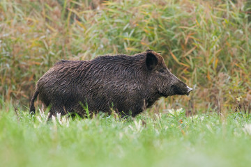 Side view of adult wild boar, sus scrofa, standing on a meadow in green grass in summer with...