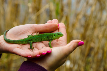 little green lizard on the palm of a girl