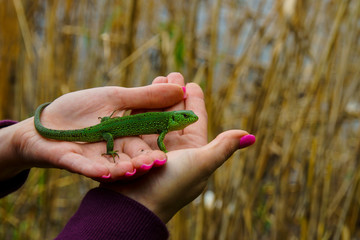 little green lizard on the palm of a girl