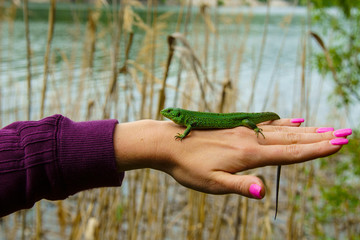 little green lizard on the palm of a girl