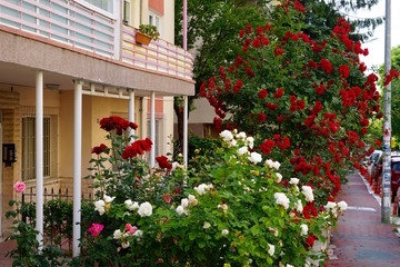 Fototapeta na wymiar Straße in Ankara mit blühenden Rosen