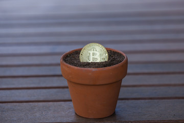 Bitcoin in a Flower pot filled with soil