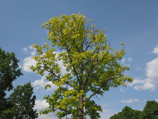 plane (Platanus) tree