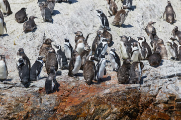 Penguins at St. Croix