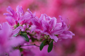 Florececr de los colores