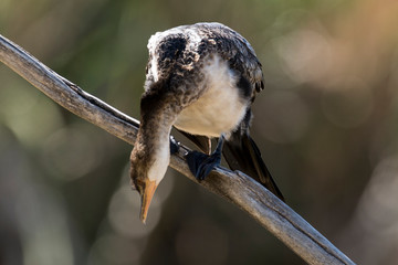 Cormoran africain,.Microcarbo africanus, Reed Cormorant