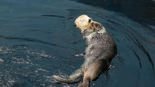 Kalan Sea otter in water