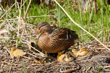 A mother duck with little ones