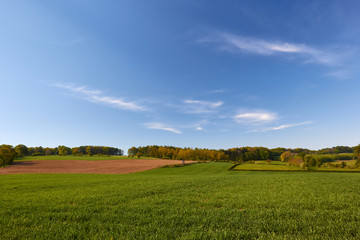 Green grassland of the Netherlands