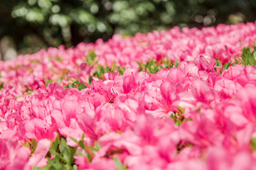 Fototapeta premium fleur japonaise rose
