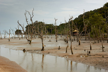 The beach of Bako National Park