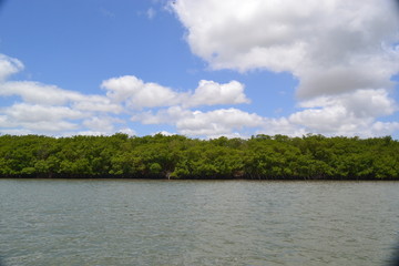 Obraz na płótnie Canvas mangue