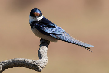 Hirondelle à gorge blanche,.Hirundo albigularis, White throated Swallow © JAG IMAGES