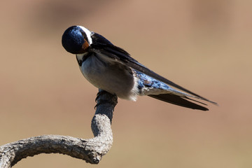 Hirondelle à gorge blanche,.Hirundo albigularis, White throated Swallow © JAG IMAGES