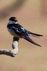 Hirondelle à gorge blanche,.Hirundo albigularis, White throated Swallow © JAG IMAGES