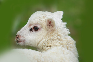 a cute lamb close up in the detail