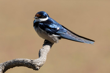 Hirondelle à gorge blanche,.Hirundo albigularis, White throated Swallow © JAG IMAGES
