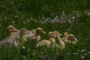 cute ducklings and goslings huddled together in a meadow
