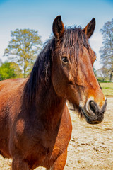 Cheval de trait français de face