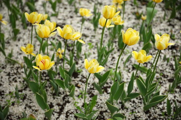 Obraz premium Yellow flowers of tulips in a garden on the ground showered with white cherry petals on a spring day
