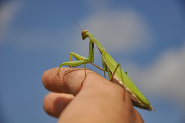 European mantis (Mantis religiosa)