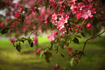 A branch of an apple tree with pink flowers blossoming in a park with green grass on a spring day