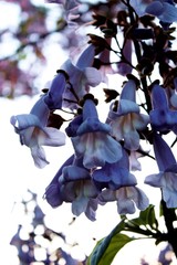 Flores de un árbol en forma de campanilla color lila en primavera