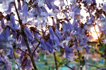 Flores en un árbol  violáceas con forma de campanilla