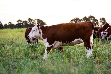 Cows raised with natural grass, Argentine meat production
