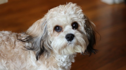 Cavachon Puppy