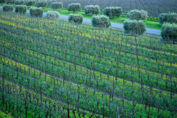 green vineyard 