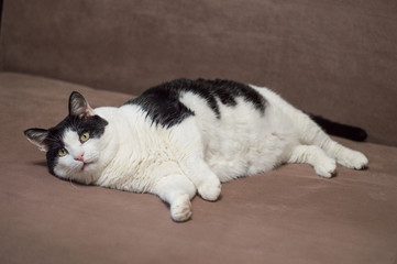 Funny fat lazy black and white cat is lying on the couch. Favorite home fat pet. Uhealthy cat food concept.