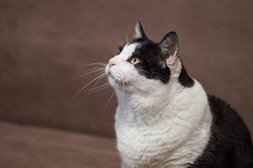 Head of big fat sad cat looking up close up. Black and white cat eats unhealthy food. Domestic pets, cat's food and diet concept. Copy space for text.