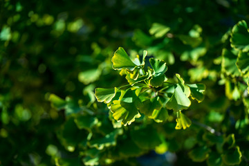 green plant 