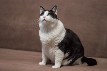 Overweight castrated cat looking up and waiting for food. Domestic pets, cat's food and care concept. 