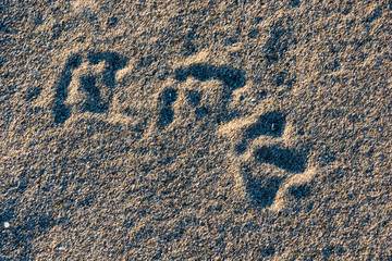 Bird footprints in the sand on the beach.