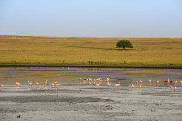 Lagoon in the field with birds,Patagonia, Pampas, Argentina