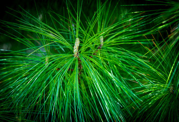 Fototapeta na wymiar Green spikes pine leaves 