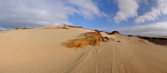 Panorama of the top of a sand dune with plants growing 