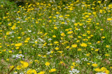 Fototapeta premium many white and yellow flowers in the field