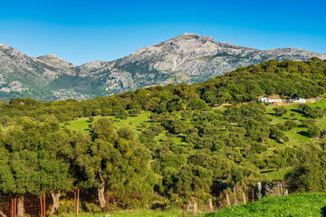 Fototapeta na wymiar Landscape near Ubrique, Cadiz. Spain, Andalusia in the park of Alcornocales
