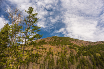 Forest area in the alps small mountain with many trees