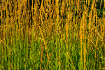 tall green and orange grass 