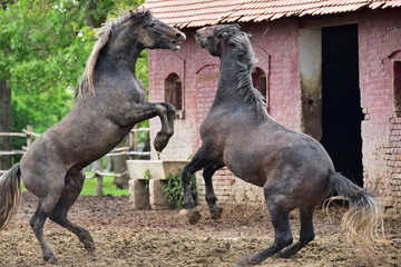 Fight of two aggressive stallions